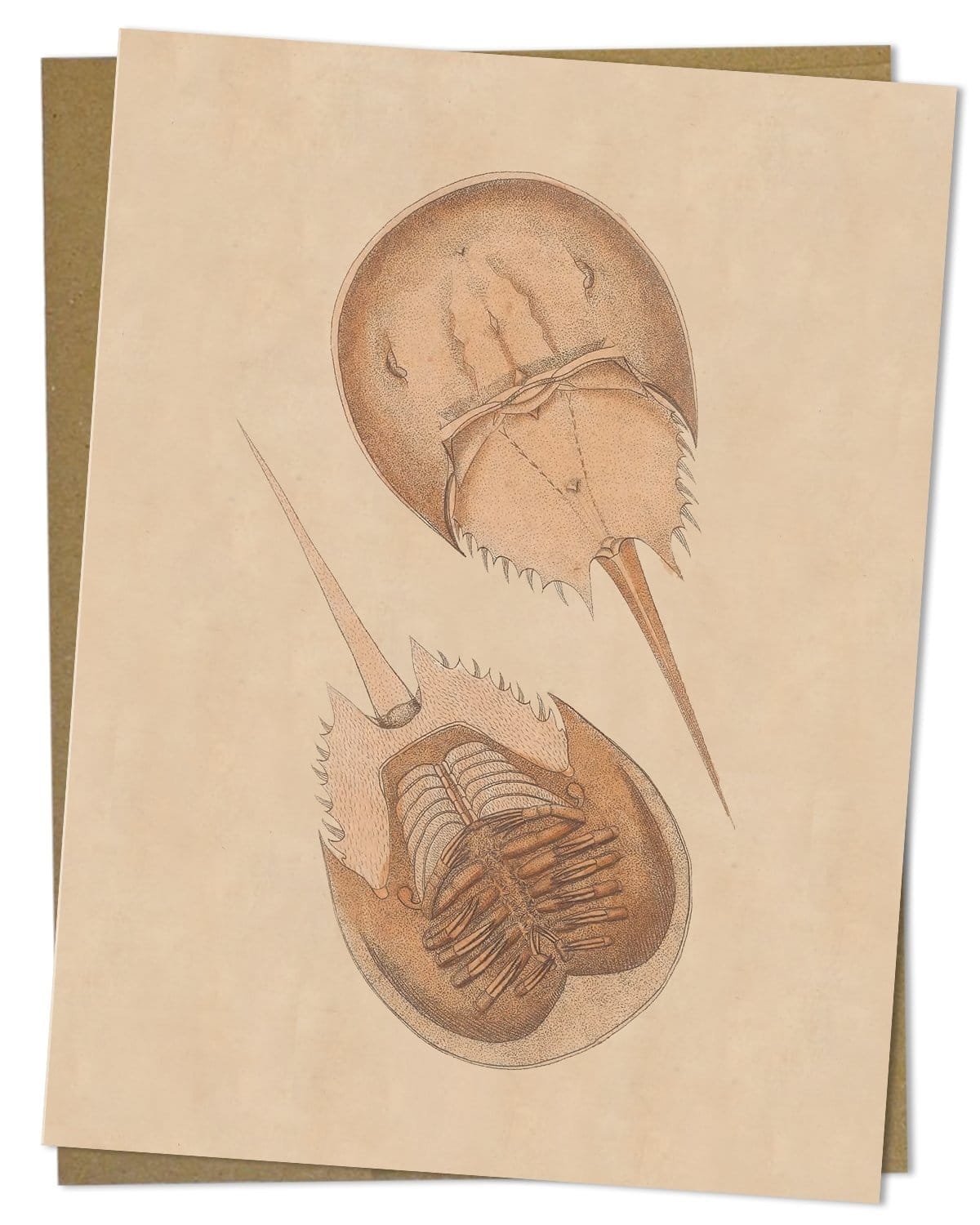 Vintage Horseshoe Crab Illustration Greeting Card - Cognitive Surplus - 2