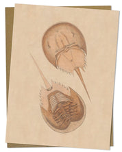 Vintage Horseshoe Crab Illustration Greeting Card - Cognitive Surplus - 2