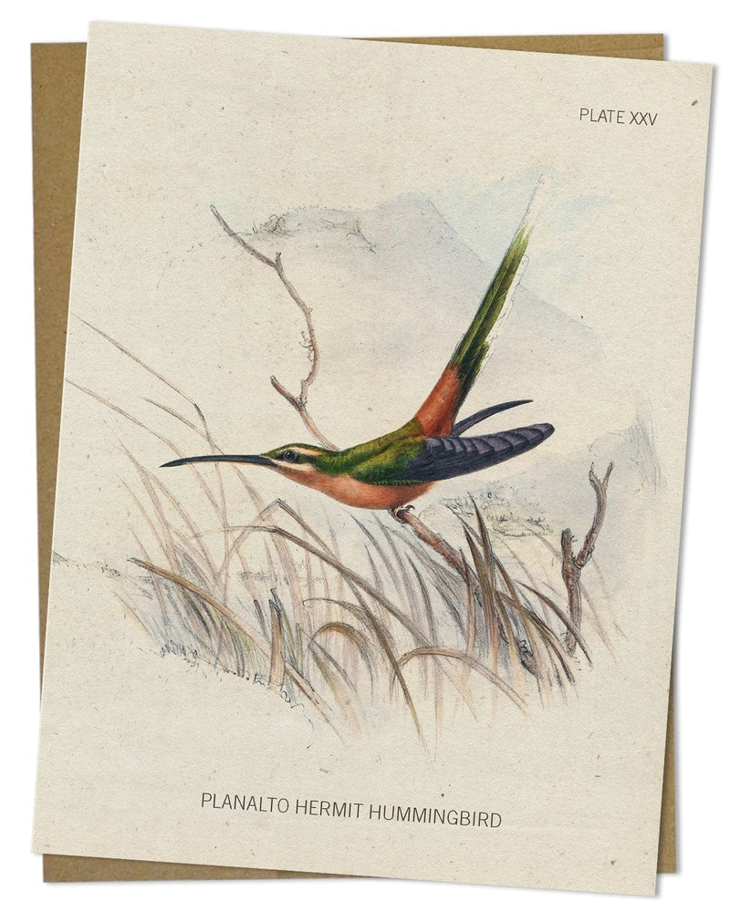 Hummingbird Specimen Card Cognitive Surplus