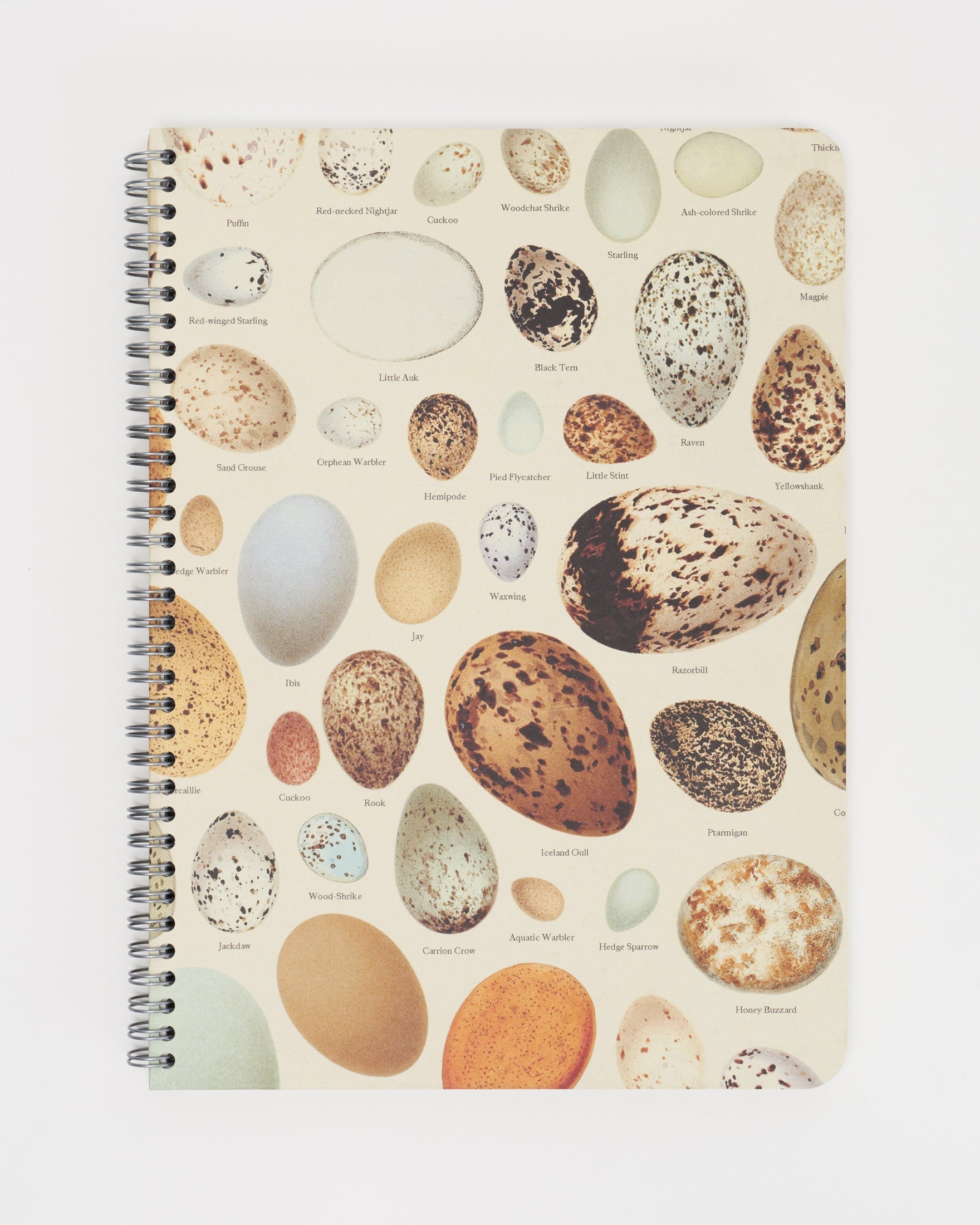 Bird Eggs Spiral Notebook