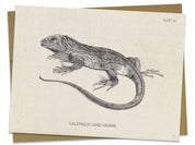 Iguana Specimen Card