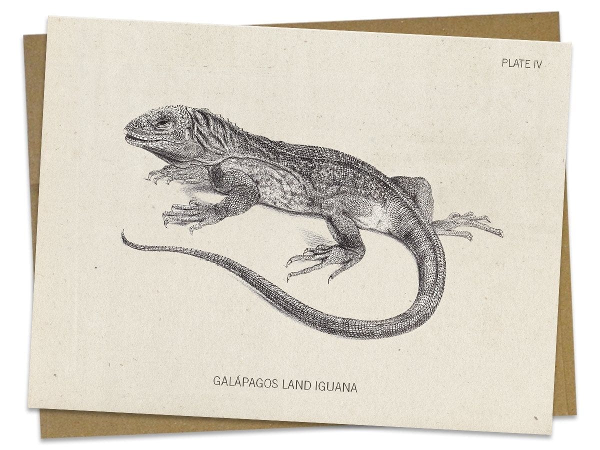Iguana Specimen Card