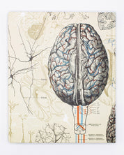 Brain & Neuroscience Lab Notebook