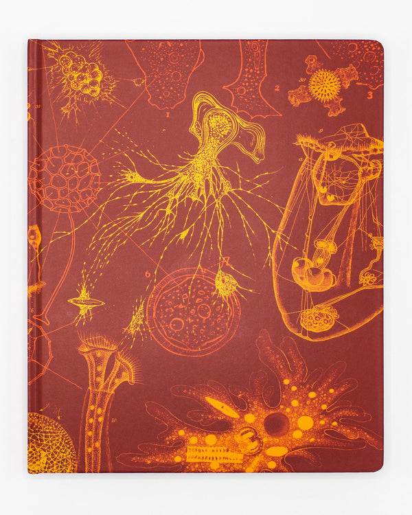Microbiology Lab Notebook
