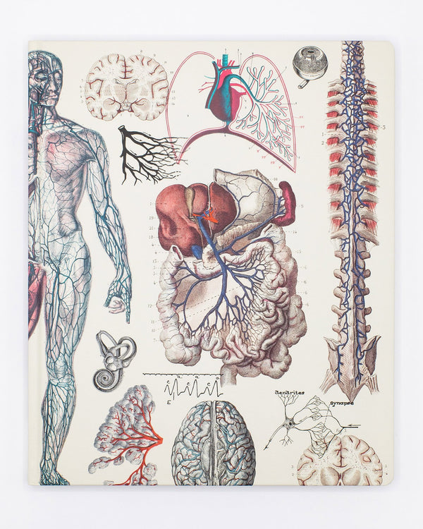 Anatomy: Vascular Lab Notebook