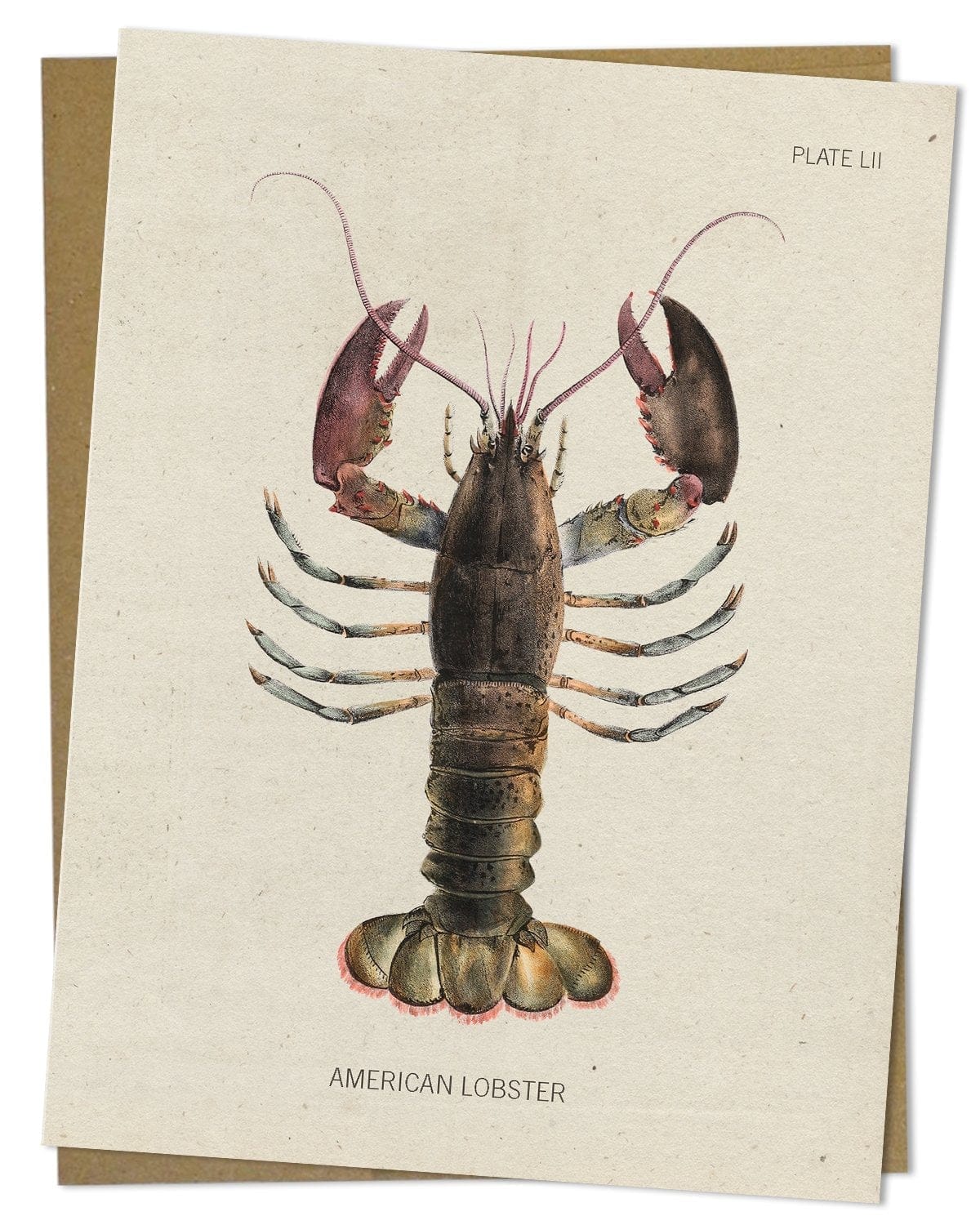 Lobster-Specimen-Card-Cognitive-Surplus-53.jpg