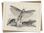 Locust Specimen Card