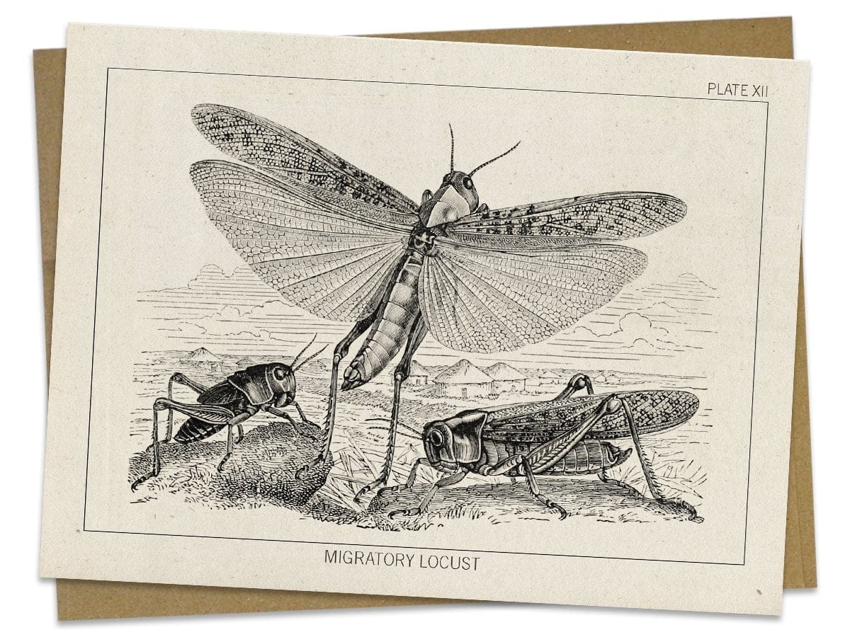 Locust Specimen Card