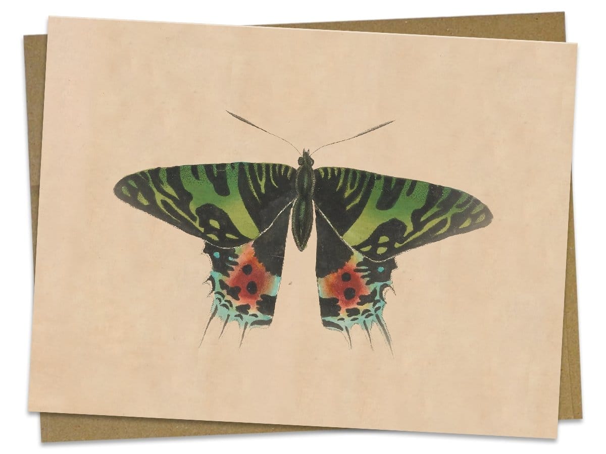 Vintage Insect Illustration Specimen D Greeting Card - Cognitive Surplus - 2