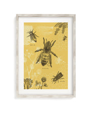 Honey Bee Museum Print