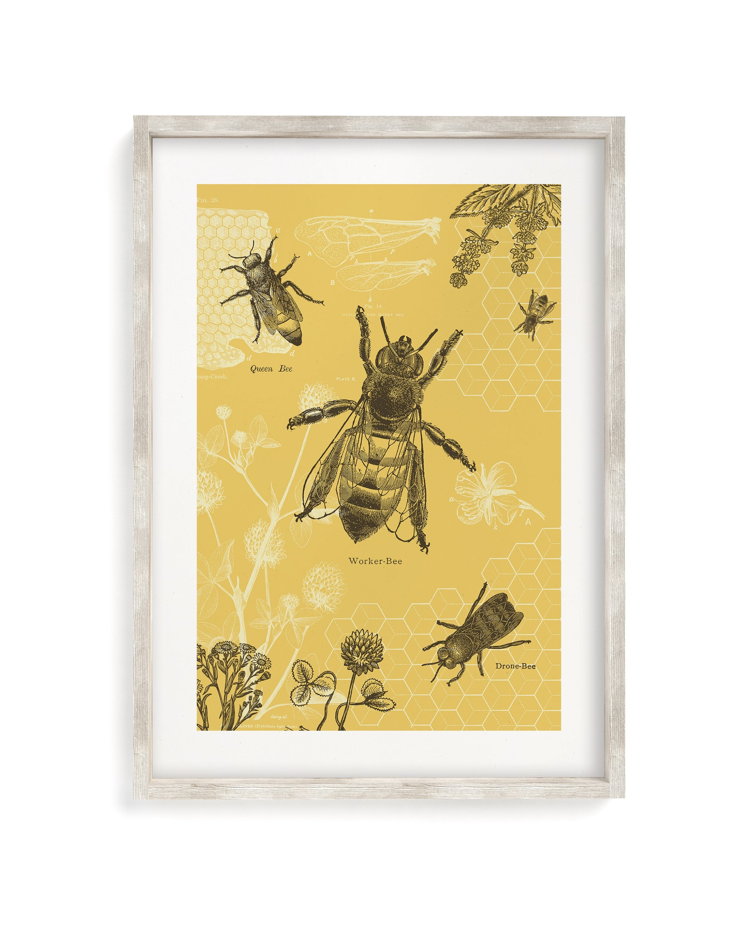 Honey Bee Museum Print