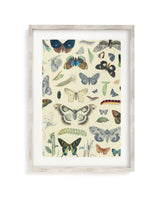 Butterfly Plate 1 Museum Print