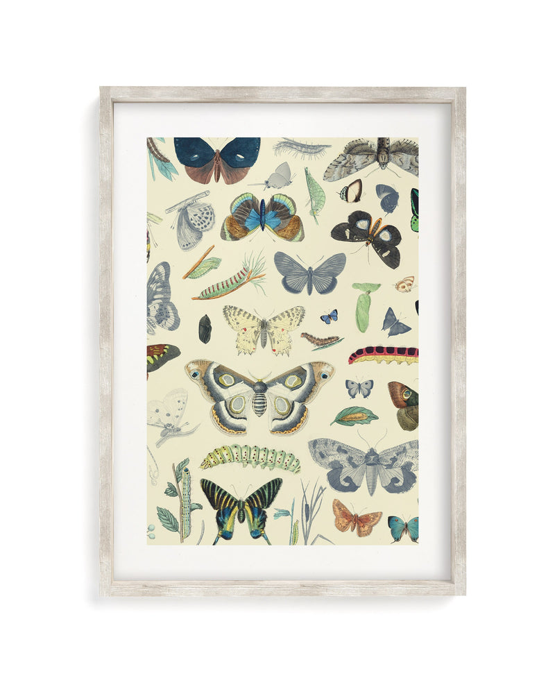 Butterfly Plate 1 Museum Print