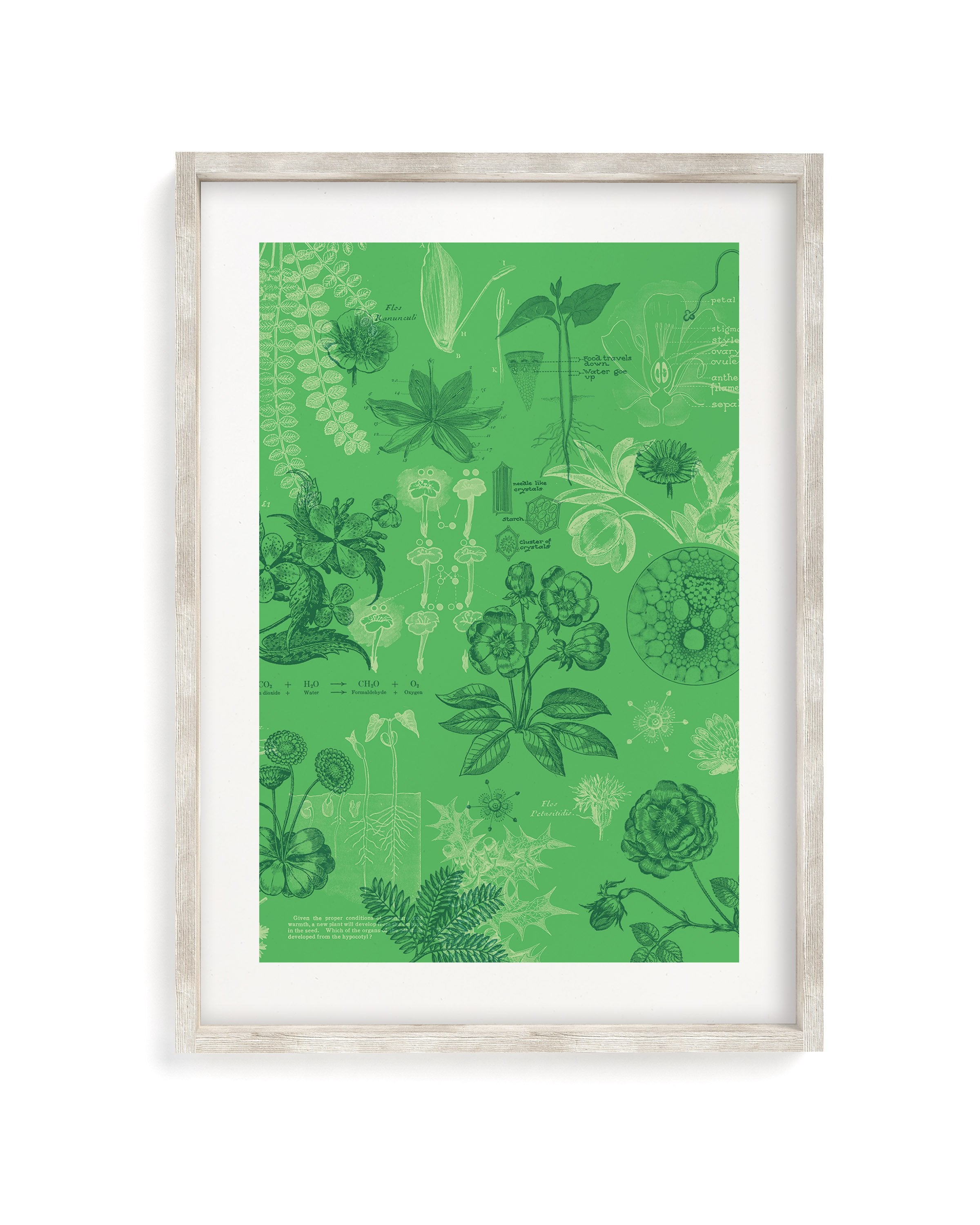 Botany Museum Print