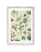 Cactus Museum Print