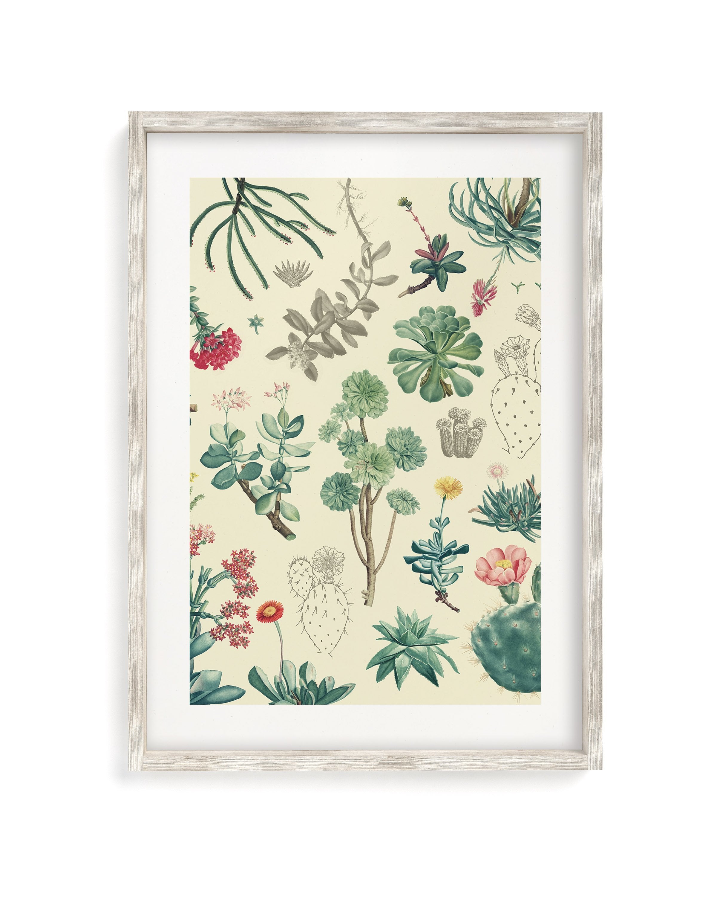 Cactus Museum Print