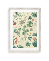 Cactus Museum Print