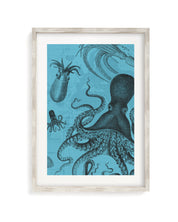 Octopus & Squid Museum Print