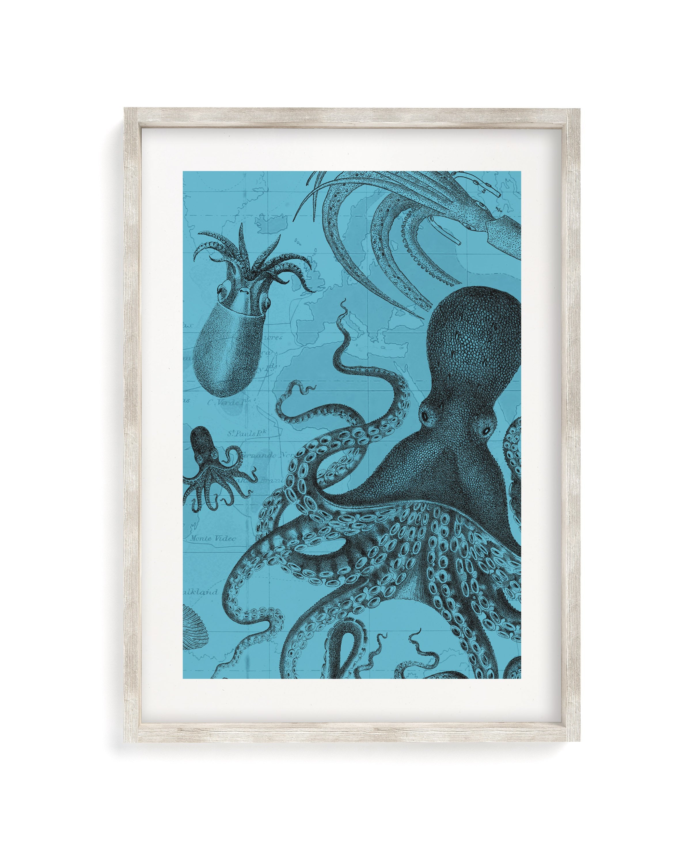 Octopus & Squid Museum Print