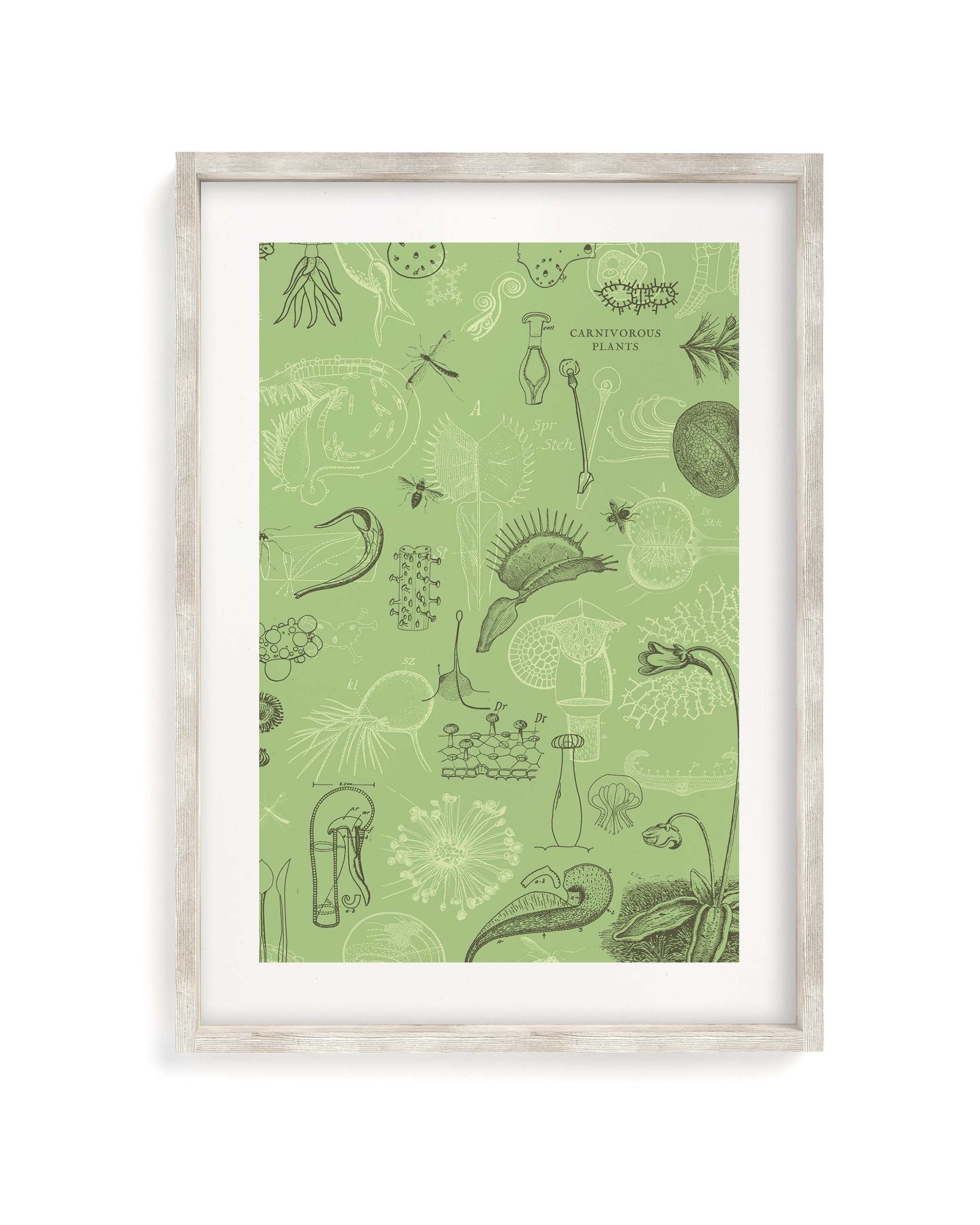 Carnivorous Plants Museum Print