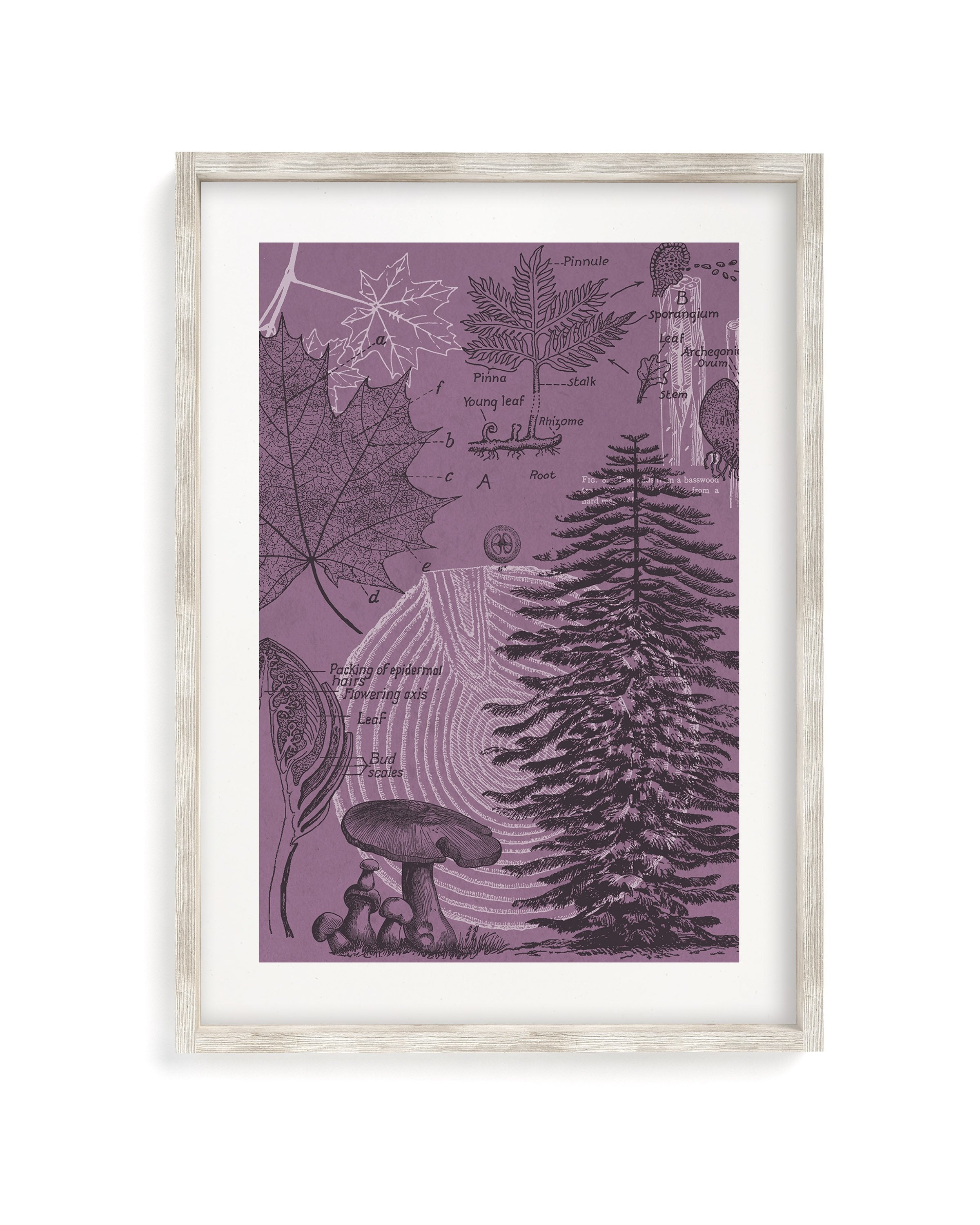Forest at Dusk Museum Print