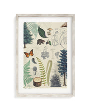 Woodland Forest Plate 2 Museum Print