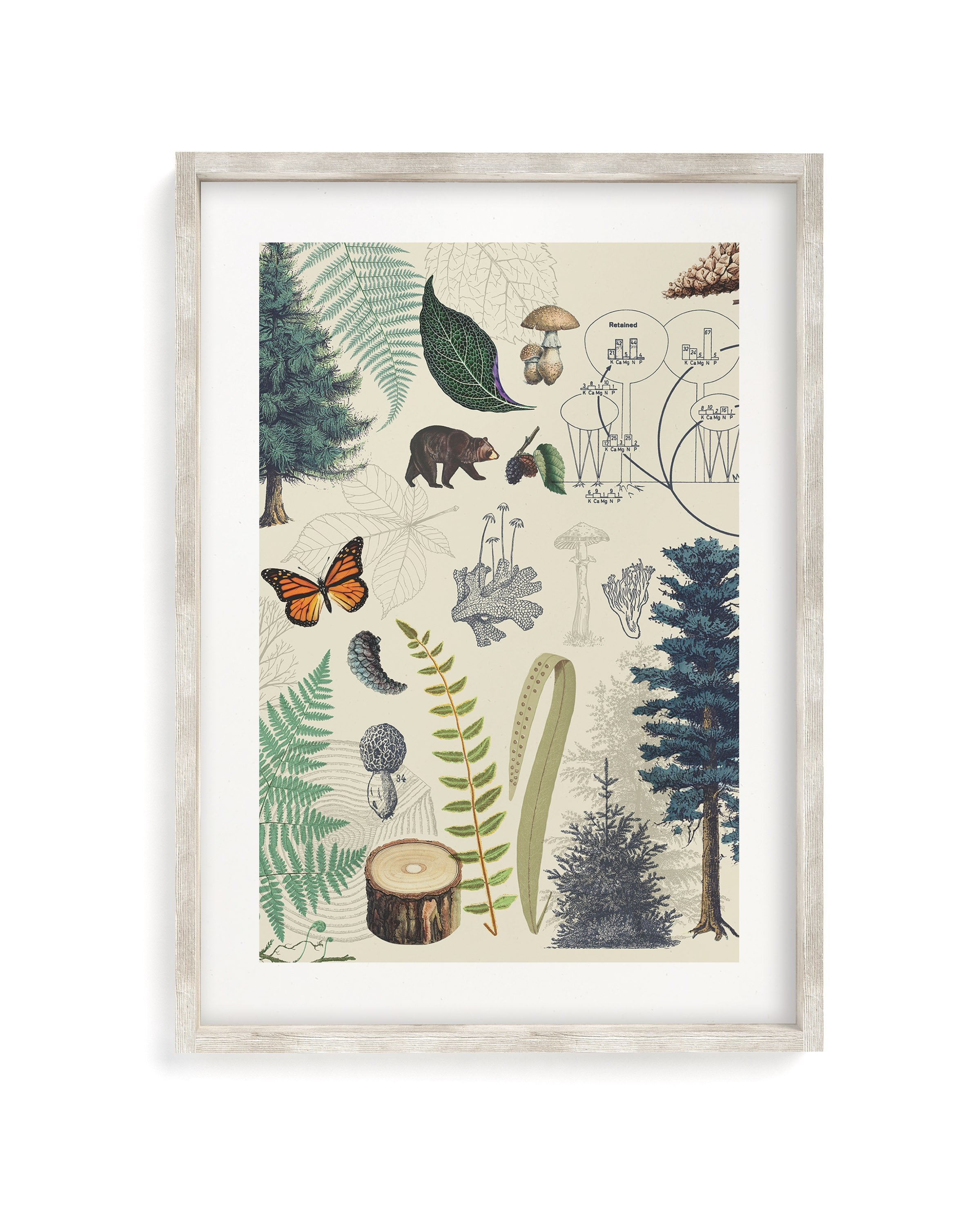 Woodland Forest Plate 2 Museum Print