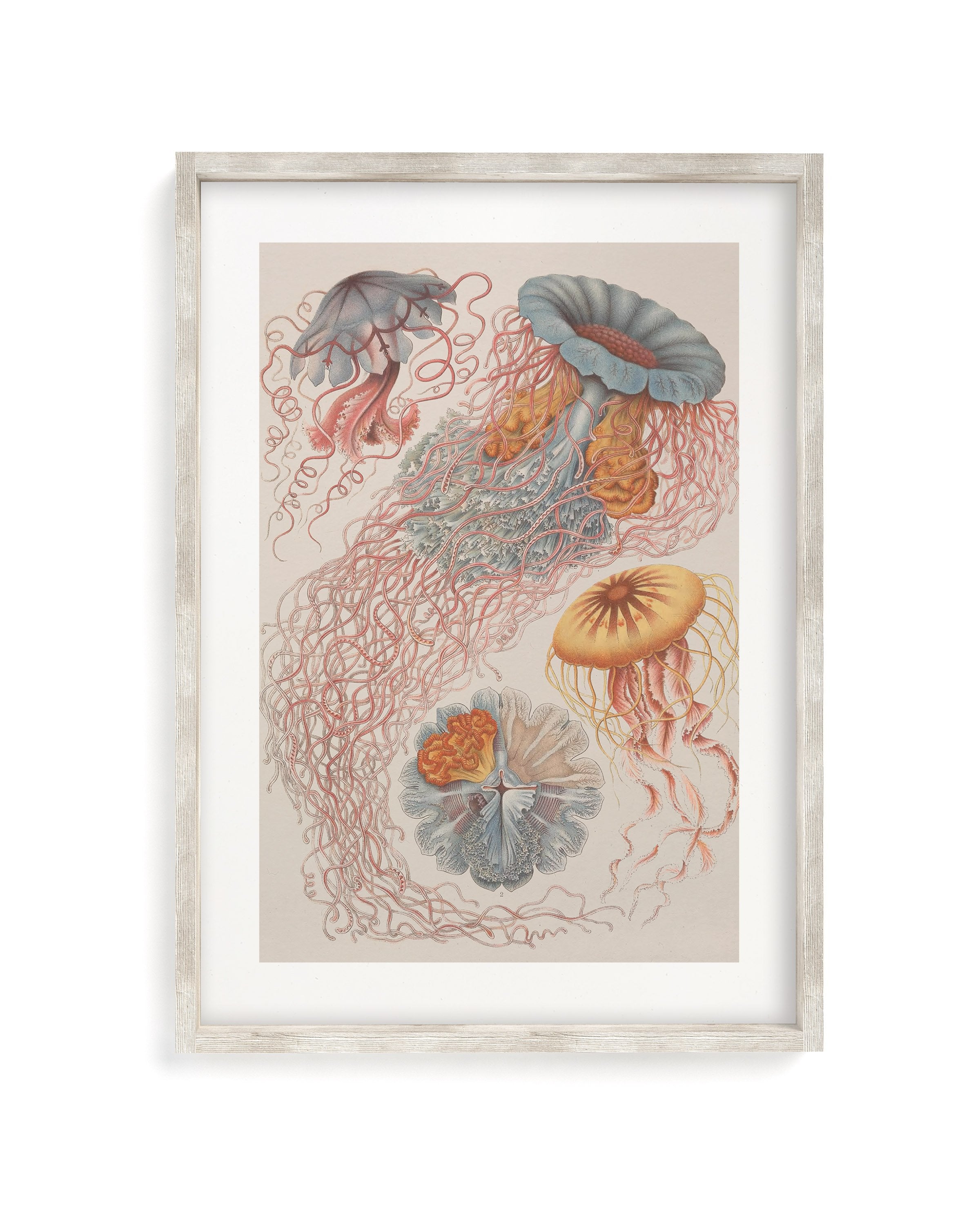 Haeckel Jellyfish Museum Print