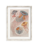 Haeckel Jellyfish Museum Print