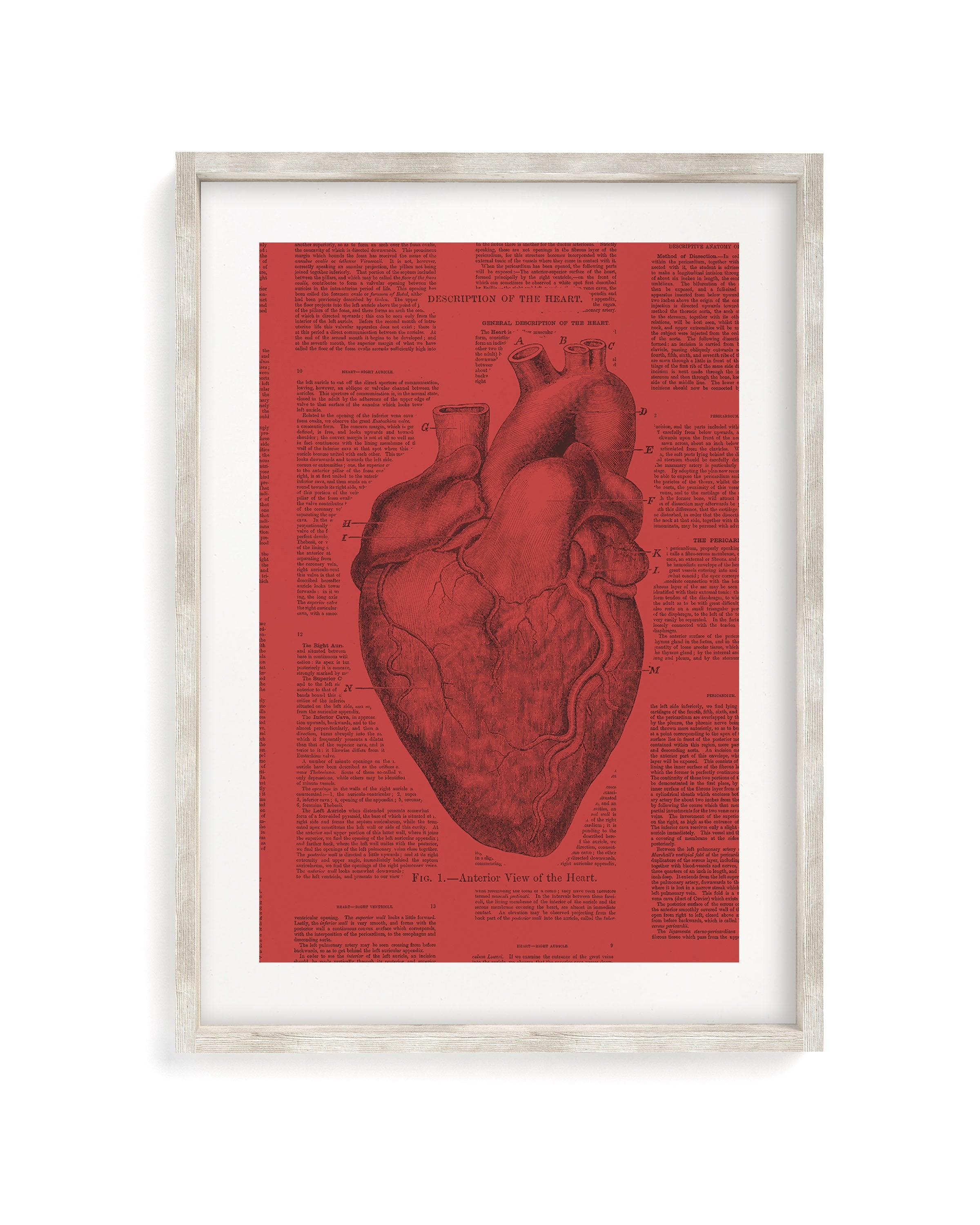 Anatomical Heart Museum Print