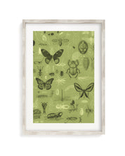 Insect Museum Print