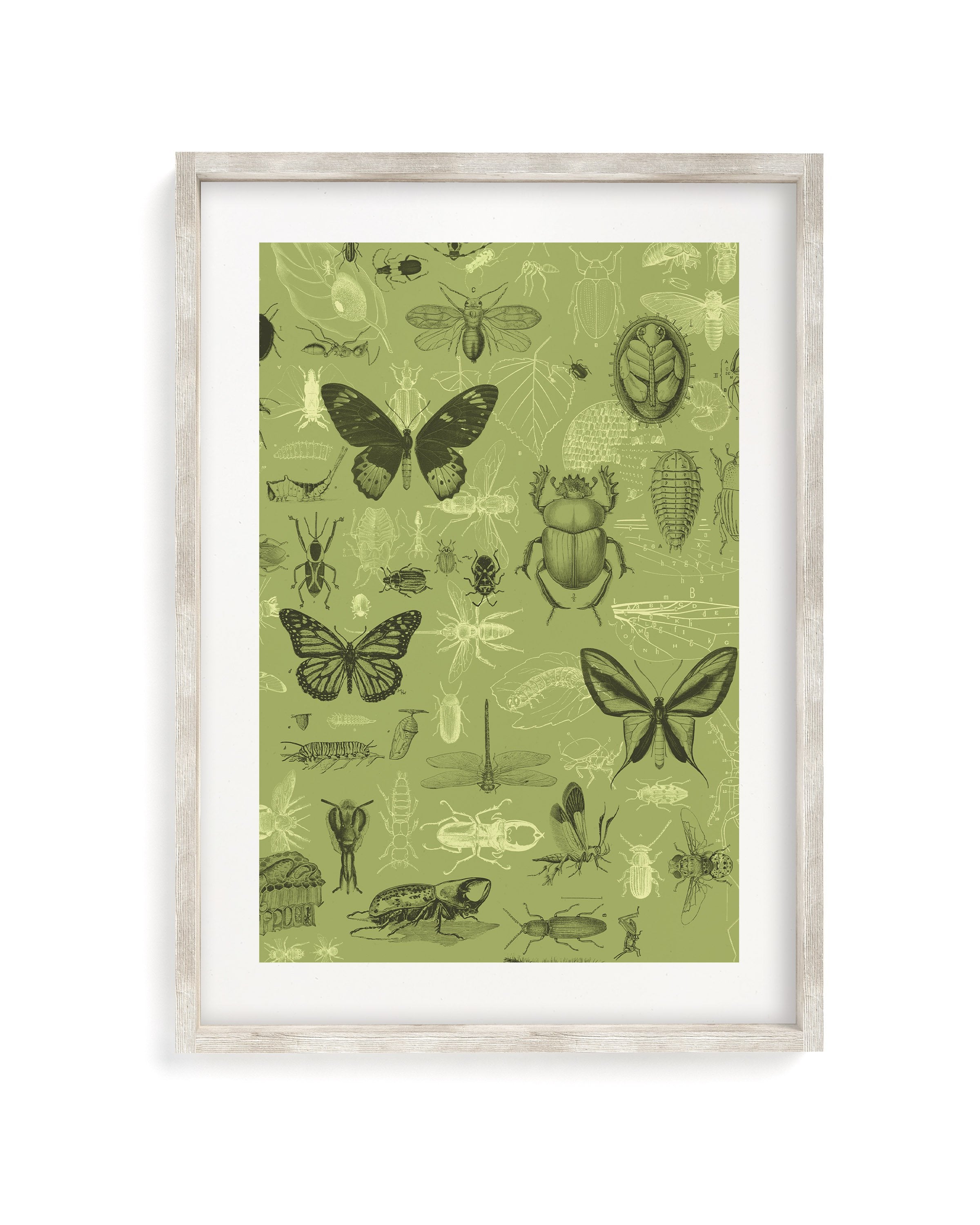 Insect Museum Print