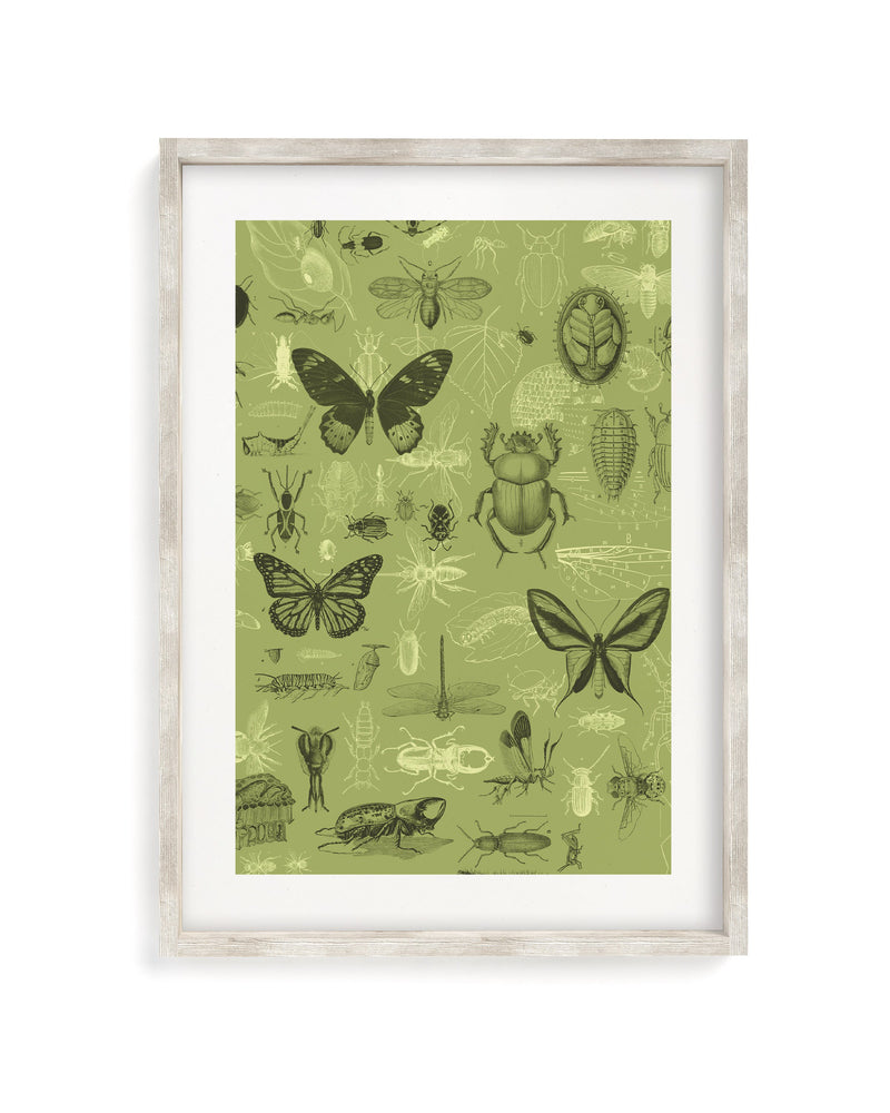 Insect Museum Print