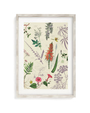 Medicinal Botany Museum Print