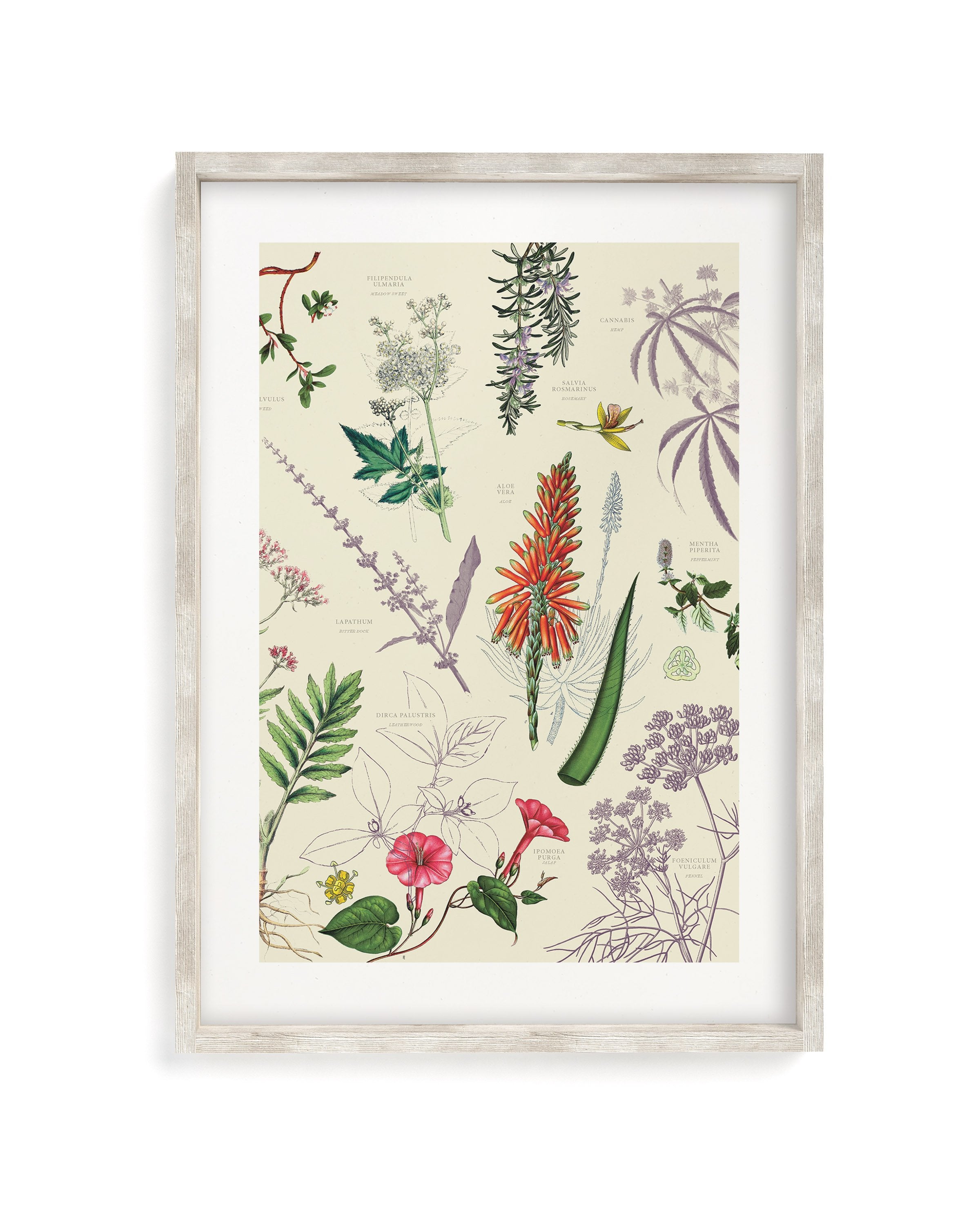 Medicinal Botany Museum Print