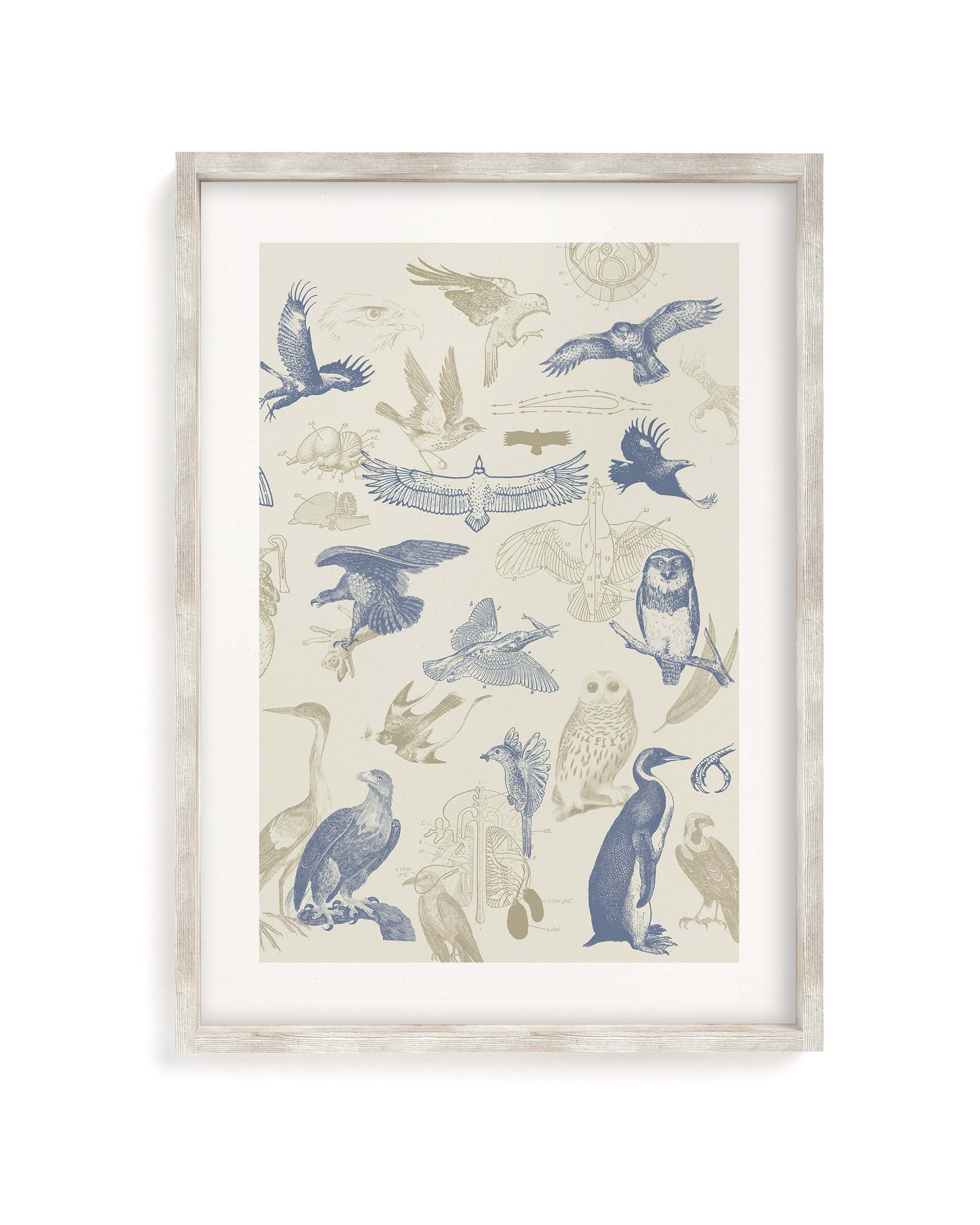Birds of Prey Museum Print
