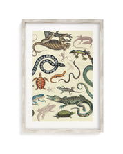 Serpents: Reptiles & Amphibians Museum Print