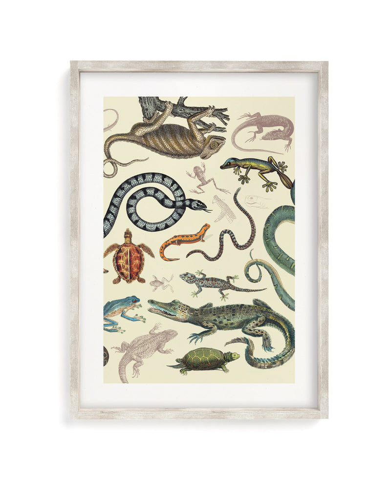 Serpents: Reptiles & Amphibians Museum Print