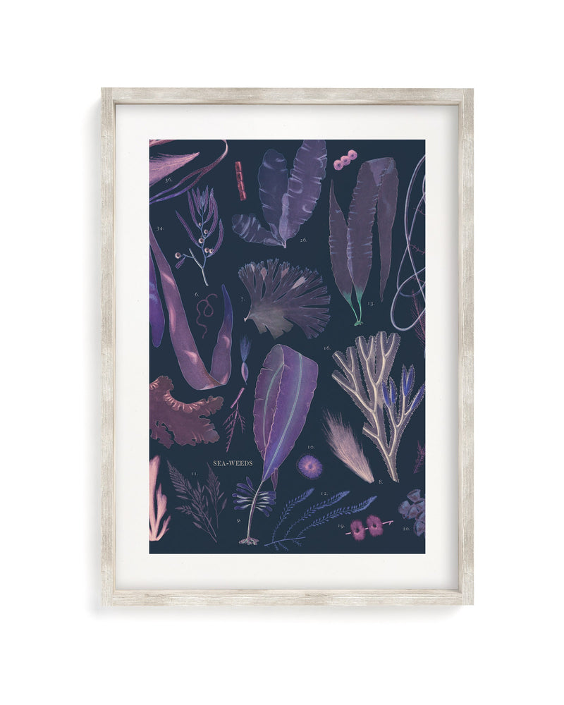 Seaweed Museum Print