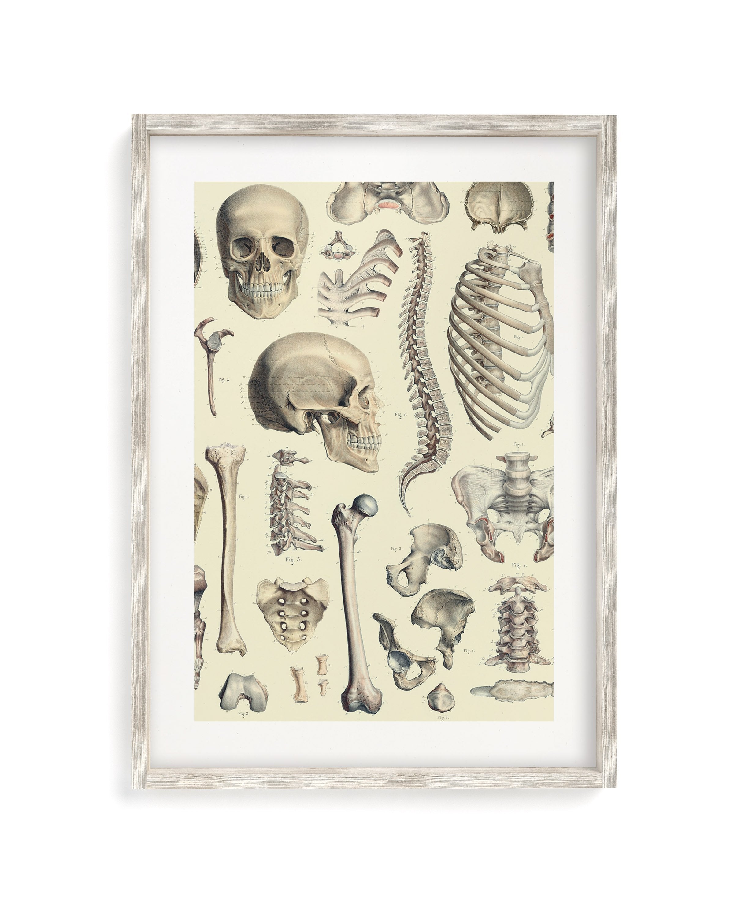 Skeleton Museum Print