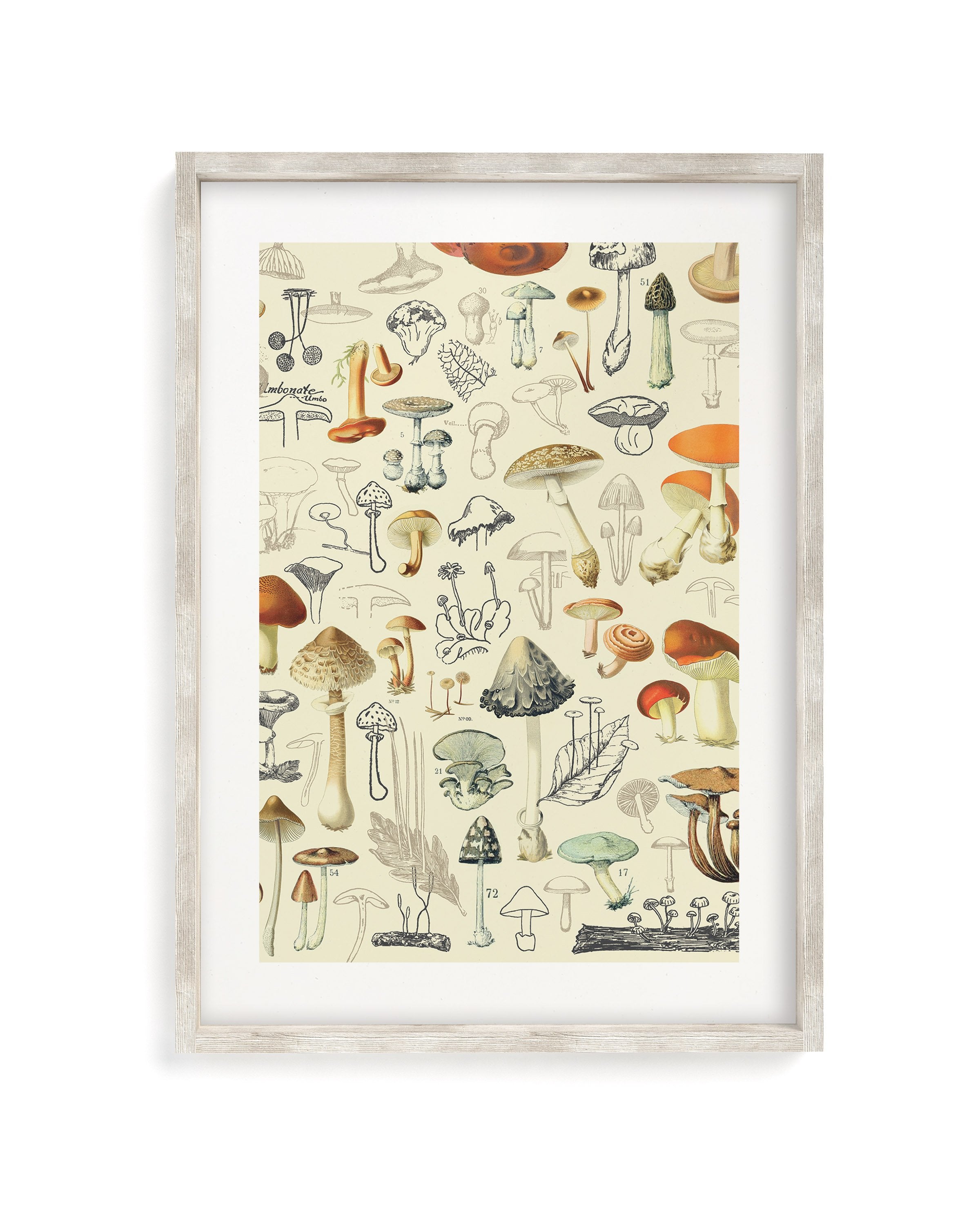 Mushrooms Plate 2 Museum Print