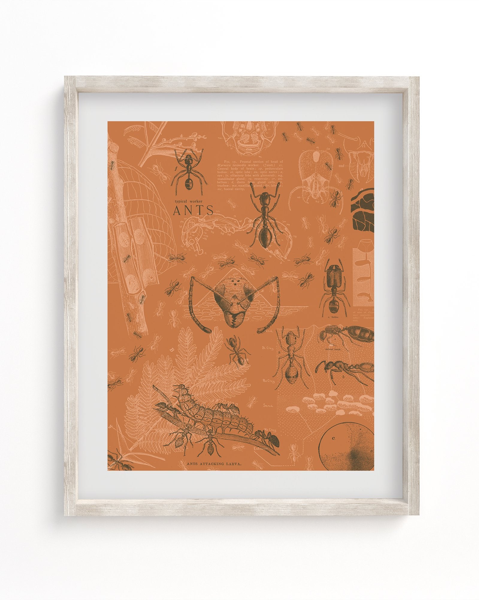 Ants Museum Print