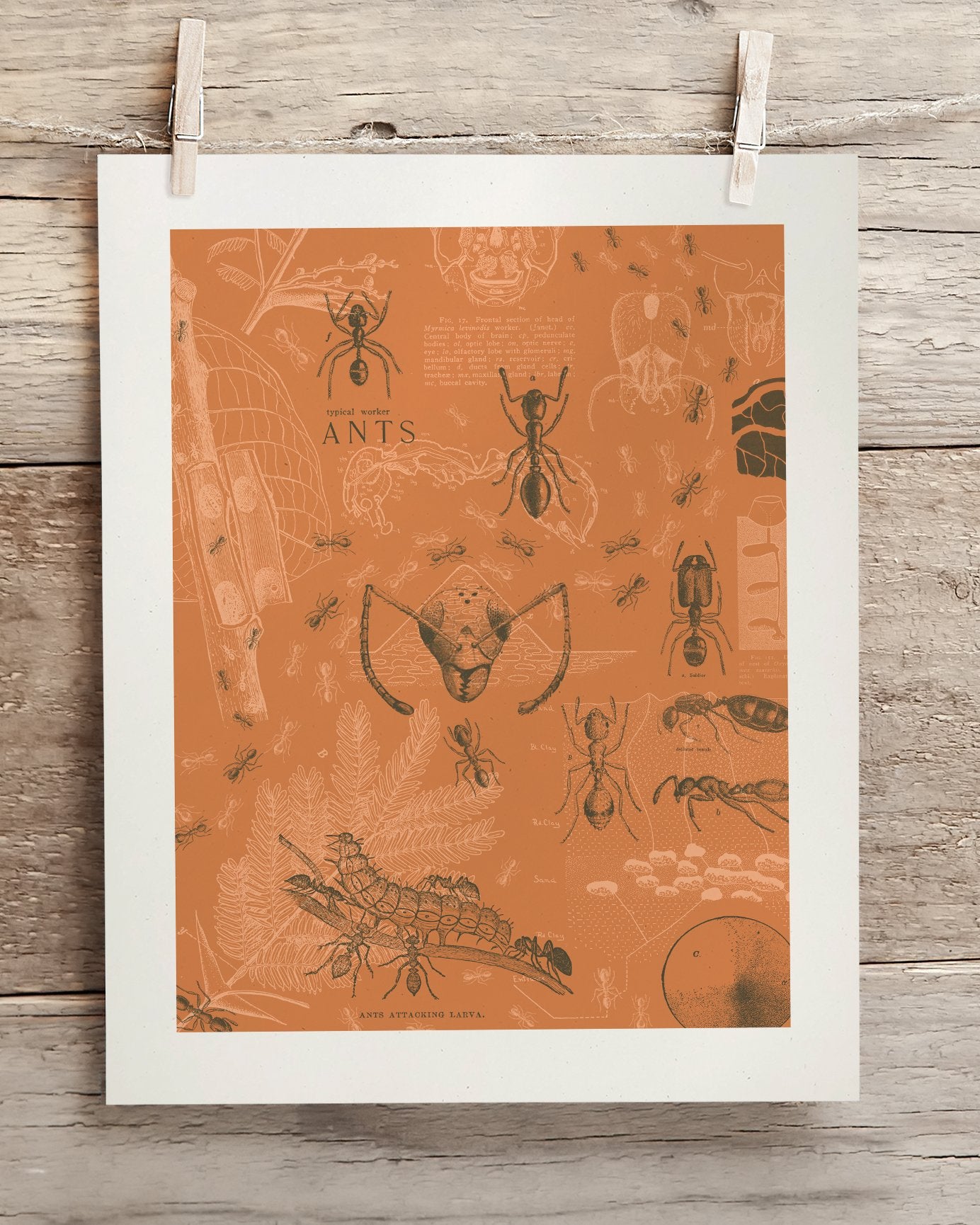 Ants Museum Print