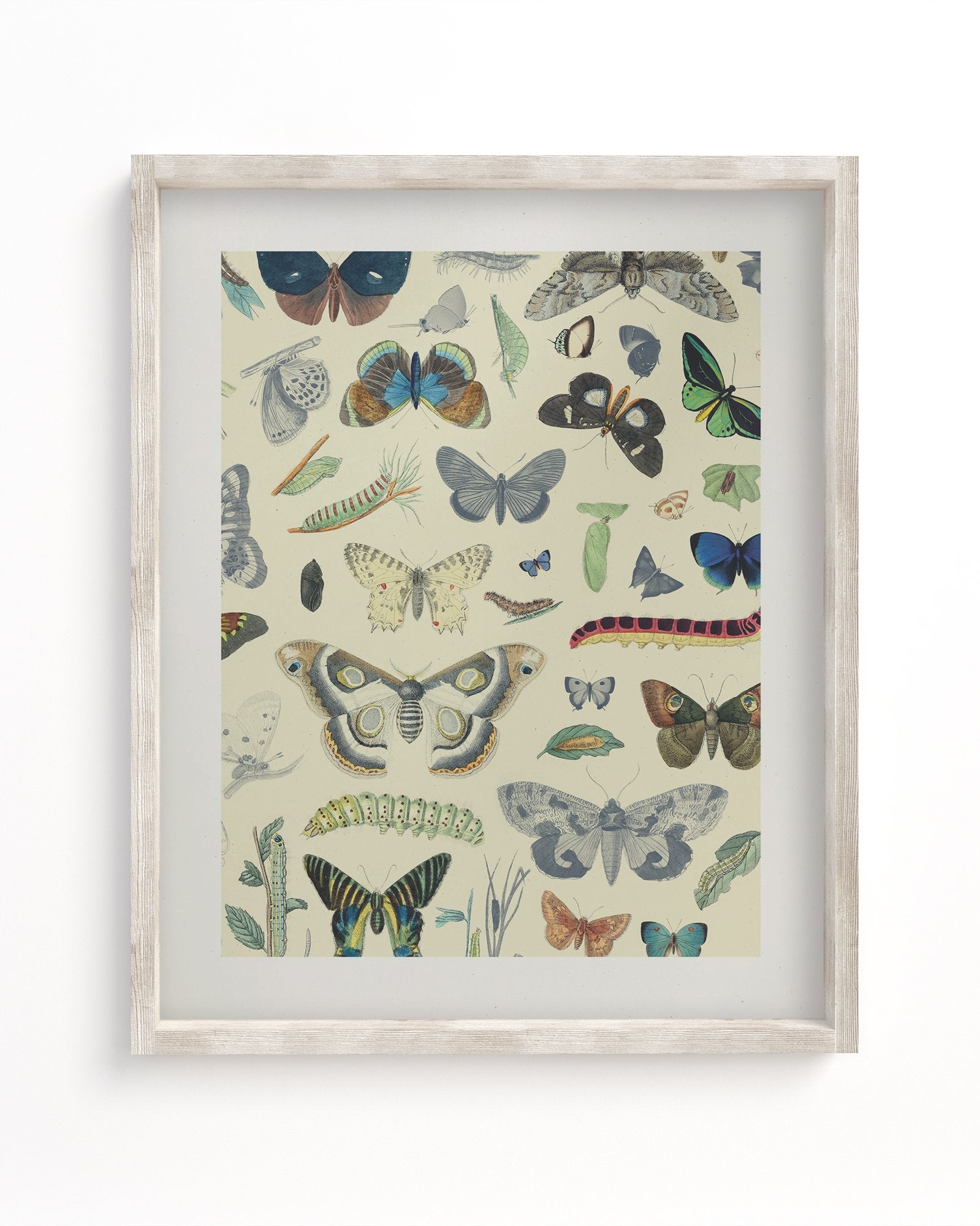Butterfly Plate 1 Museum Print