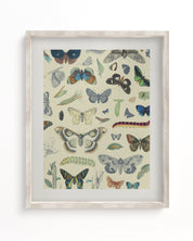 Butterfly Plate 1 Museum Print