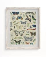 Butterfly Plate 1 Museum Print