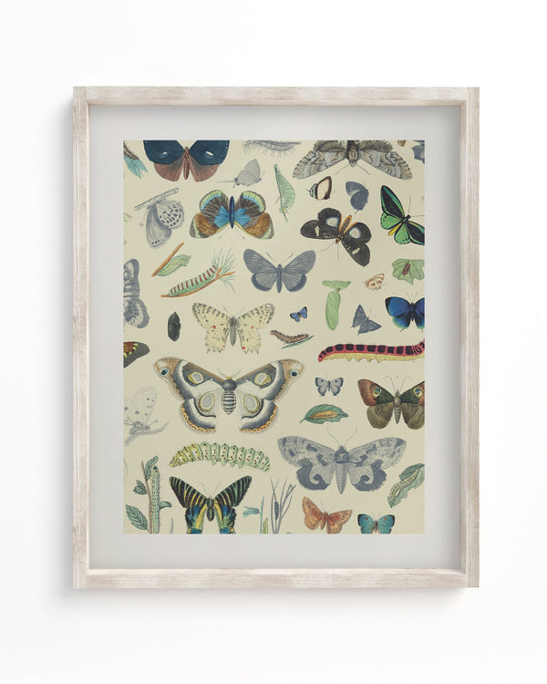 Butterfly Plate 1 Museum Print