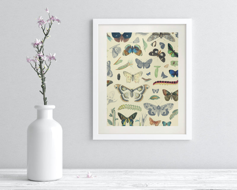 Butterfly Plate 1 Museum Print