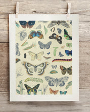 Butterfly Plate 1 Museum Print