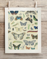 Butterfly Plate 1 Museum Print